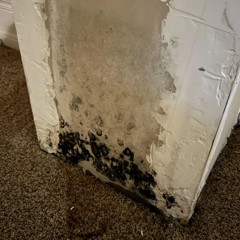 Professional Mold Removal in Finney County, KS